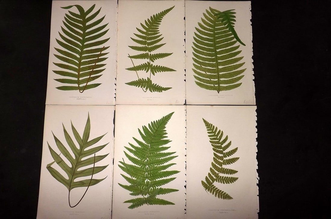 Lowe, Edward 1867 Lot of 6 Antique Fern Prints: Color Printed Woodblooks Published 1867, London for "Our Native Ferns..." by Edward Lowe. Paper Size: 9.5 x 6 inch (24 x 15cm) Occasional background tone marks. Good Condition