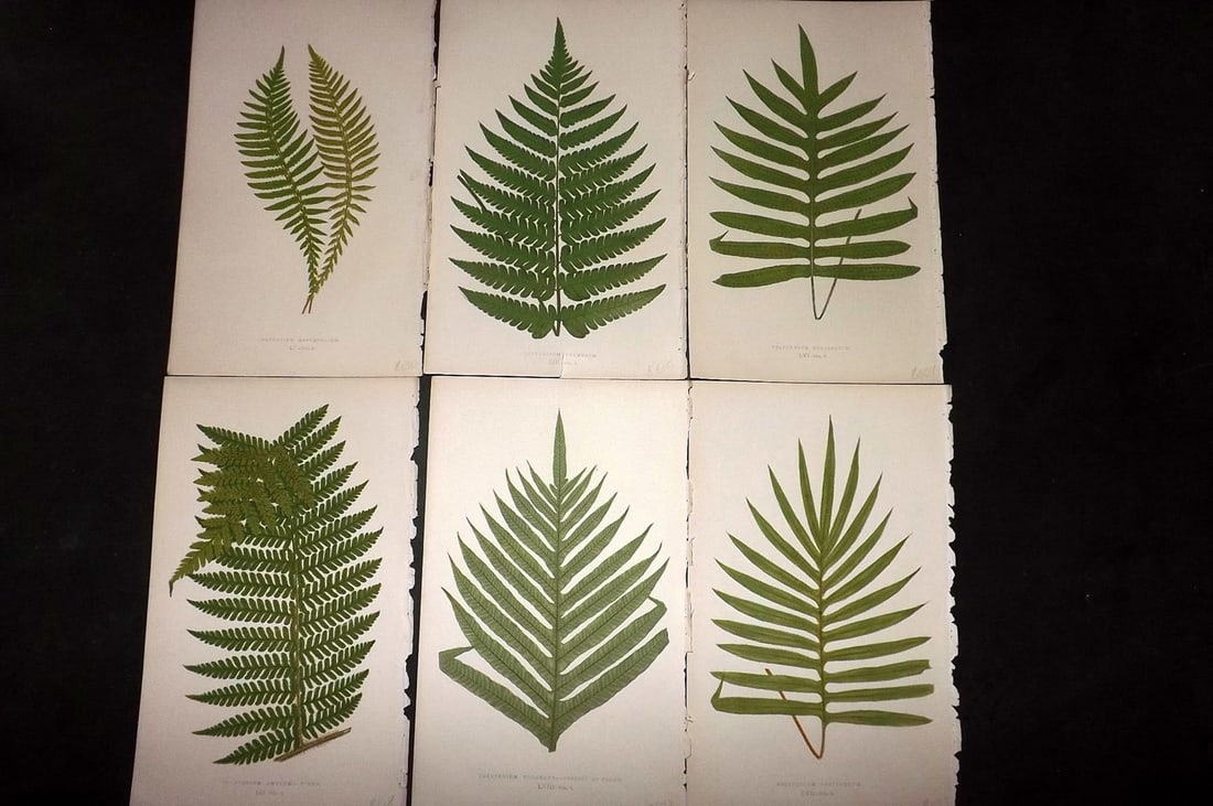 Lowe, Edward 1867 Lot of 6 Antique Fern Prints: Color Printed Woodblooks Published 1867, London for "Our Native Ferns..." by Edward Lowe. Paper Size: 9.5 x 6 inch (24 x 15cm) Occasional background tone marks. Good Condition