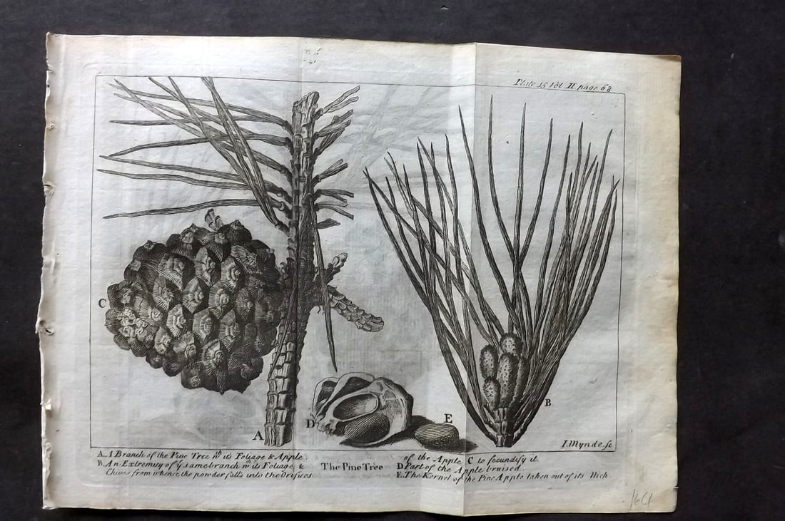 Pluche, Noel 1766 Botanical Print. Pine Tree. Pine Cone (1 of 1)