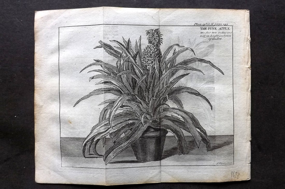 Pluche, Noel 1766 Botanical Print. Pineapple in Pot (1 of 1)
