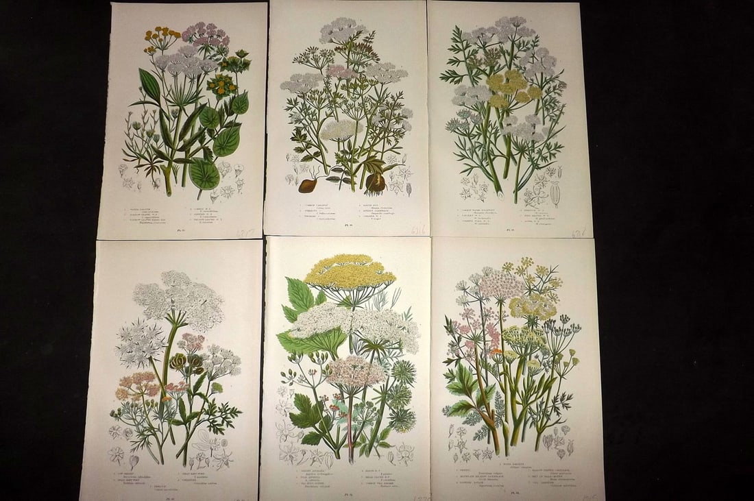 Pratt, Anne 1889 Lot of 6 Antique Botanical Prints: Chromolithograph Published 1889-91, London for "The Flowering Plants and Ferns of Great Britain" by Anne Pratt. Paper Size: 9.5 x 6 inch (24 x 16cm) Good Condition