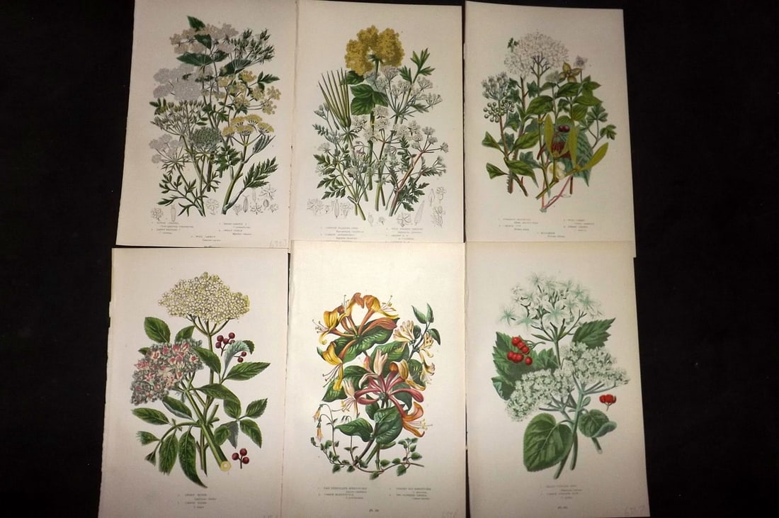 Pratt, Anne 1889 Lot of 6 Antique Botanical Prints: Chromolithograph Published 1889-91, London for "The Flowering Plants and Ferns of Great Britain" by Anne Pratt. Paper Size: 9.5 x 6 inch (24 x 16cm) Good Condition
