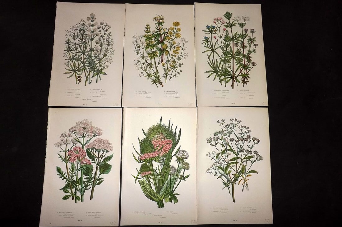 Pratt, Anne 1889 Lot of 6 Antique Botanical Prints: Chromolithograph Published 1889-91, London for "The Flowering Plants and Ferns of Great Britain" by Anne Pratt. Paper Size: 9.5 x 6 inch (24 x 16cm) Good Condition