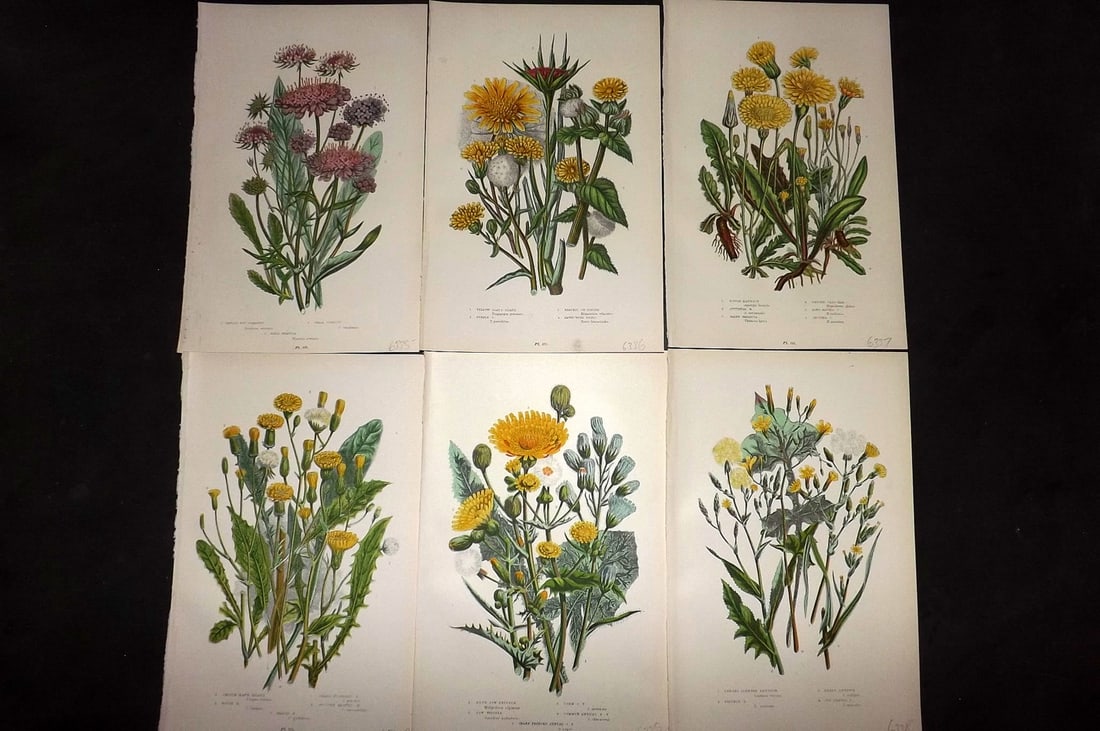 Pratt, Anne 1889 Lot of 6 Antique Botanical Prints: Chromolithograph Published 1889-91, London for "The Flowering Plants and Ferns of Great Britain" by Anne Pratt. Paper Size: 9.5 x 6 inch (24 x 16cm) Good Condition