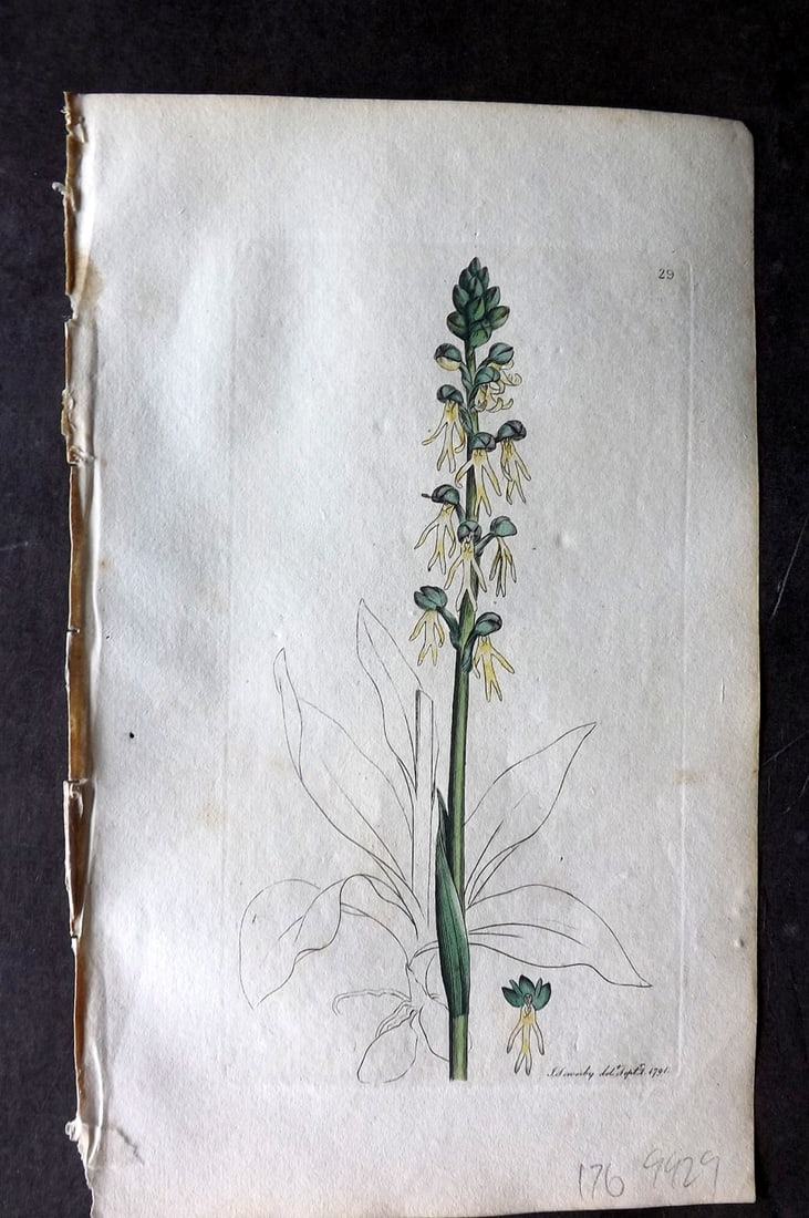 Sowerby, James 1790 Hand Col Botanical Print. Green Man Orchis Orchid 29: Hand Colored Copper Plate Published London, 1790-1814 for "English Botany; or, Coloured Figures of British Plants..." First Edition by James Sowerby. With accompanying descriptive text. Paper Size: 9 