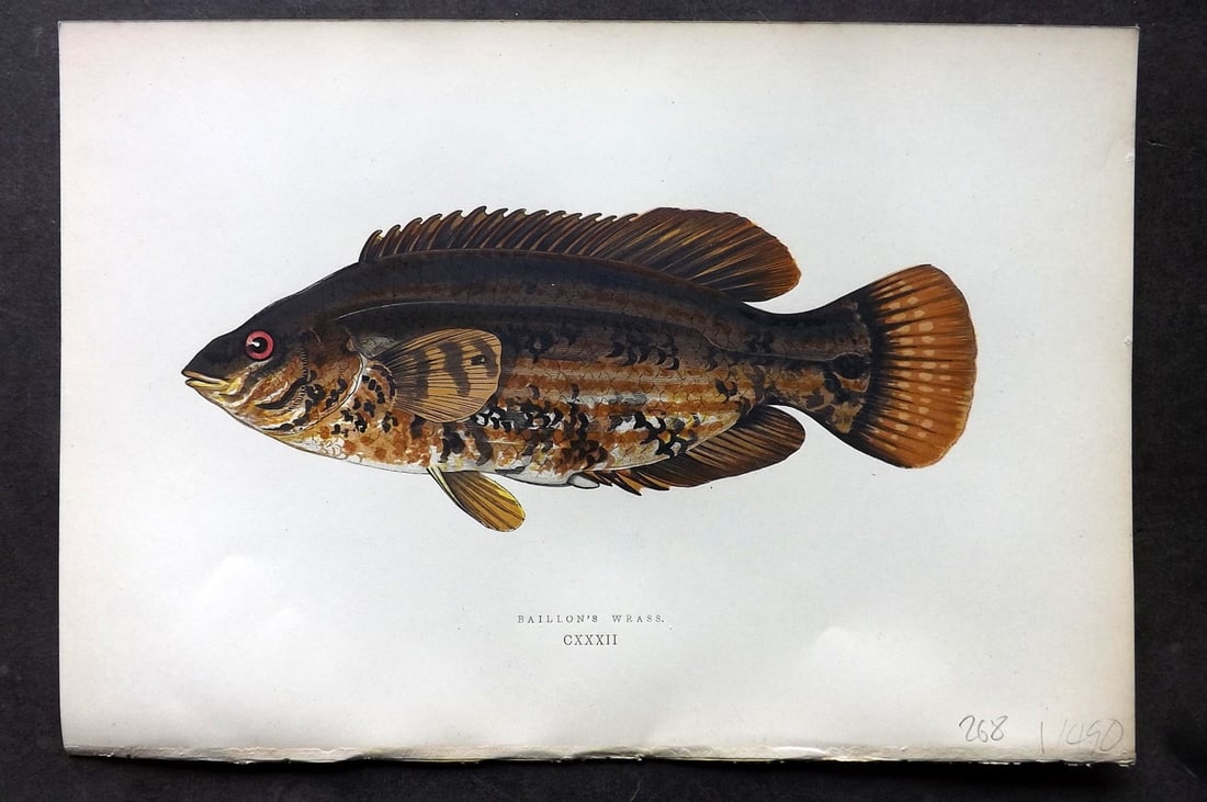 Couch, Jonathan 1878 Antique Fish Print. Baillon's Wrass (1 of 1)
