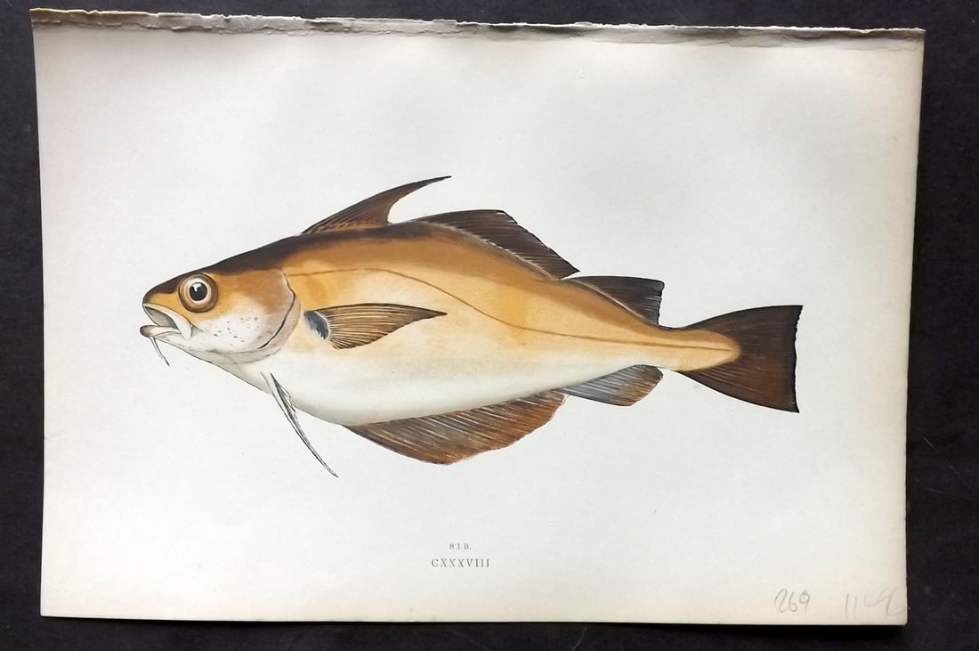Couch, Jonathan 1878 Antique Fish Print. Bib (1 of 1)