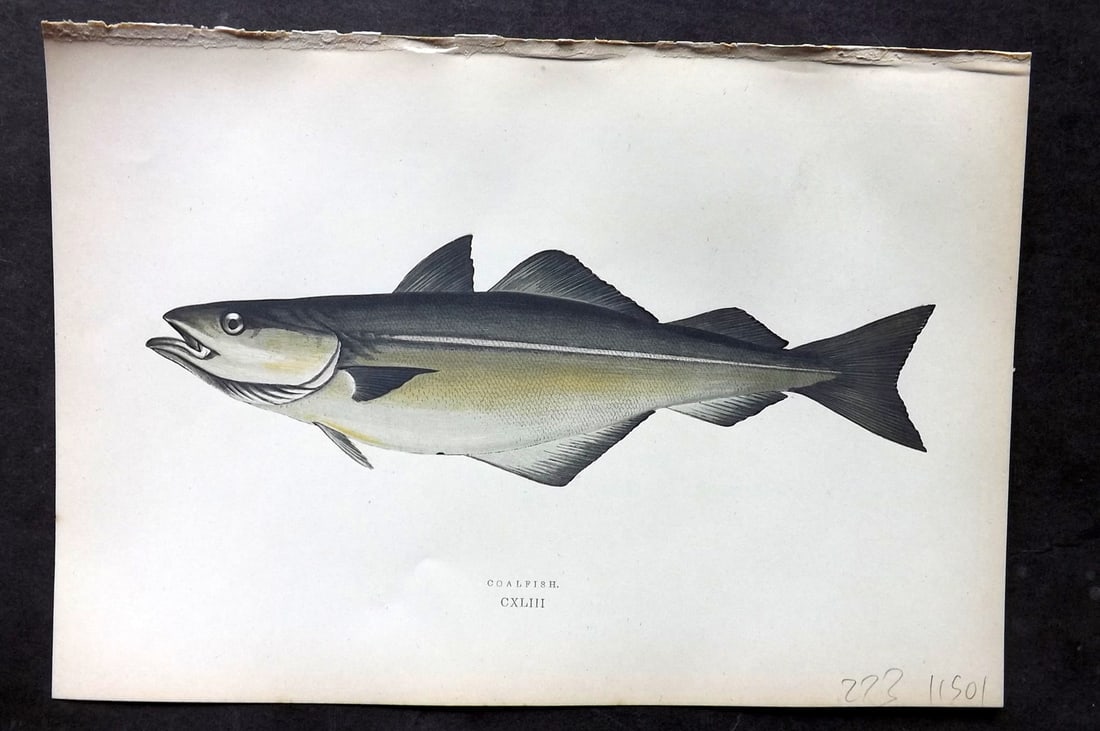 Couch, Jonathan 1878 Antique Fish Print. Coalfish (1 of 1)