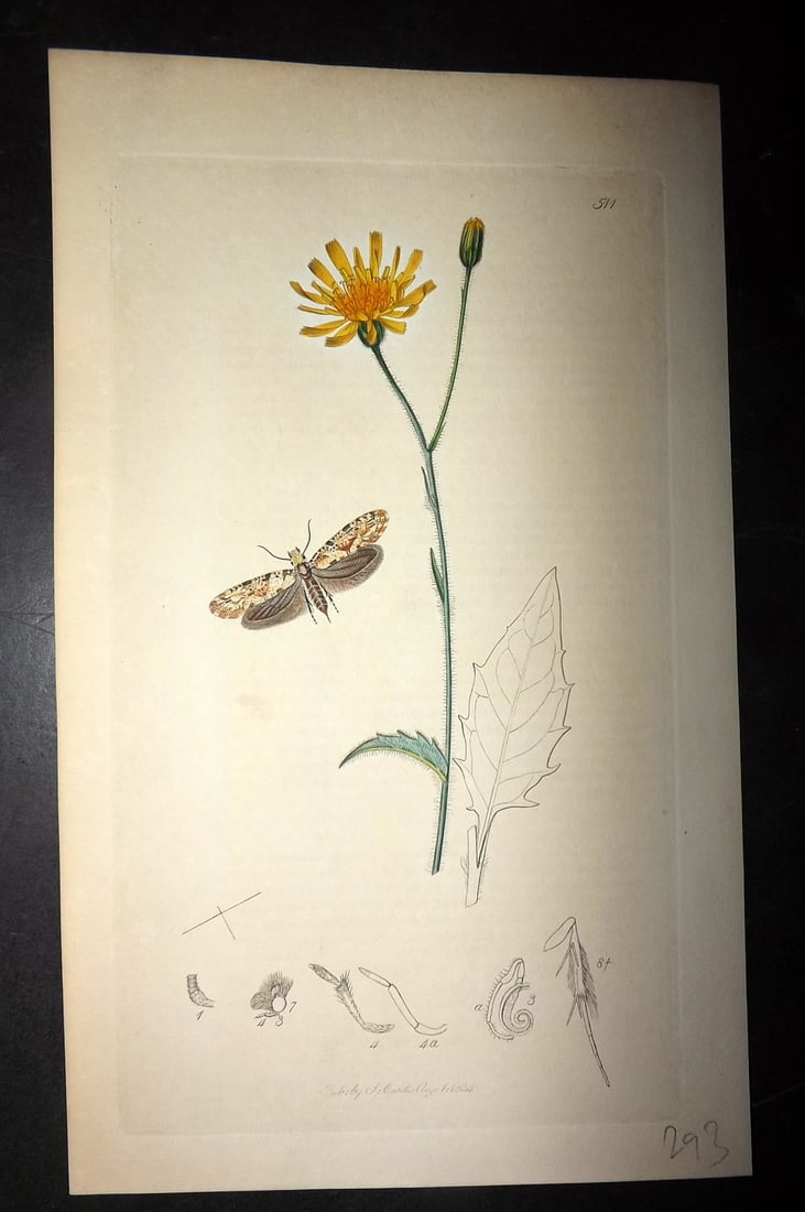 Curtis, William 1830's Hand Col Insect Botanical Print. Bark Clothes Moth 511 (1 of 1)