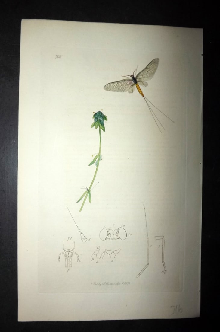 Curtis, William 1830's Hand Col Insect Botanical Print. Ephemera Cognata 708: Hand Colored Etching Published 1823-39, London for "British Entomology: Being Illustrations and Descriptions of the Genera of Insects found in Great Britain and Ireland" First Edition by John Curtis. 