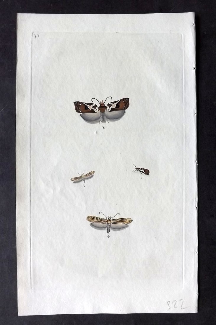 Donovan C1800 Hand Col Insect Print. Dark Button Moth 77: Hand Colored Etching Published 1796-1813, London for "The Natural History of British Insects" by Edward Donovan. With accompanying descriptive text. Paper Size: 9.5 x 6 inch (24 x 15cm) Good Condition