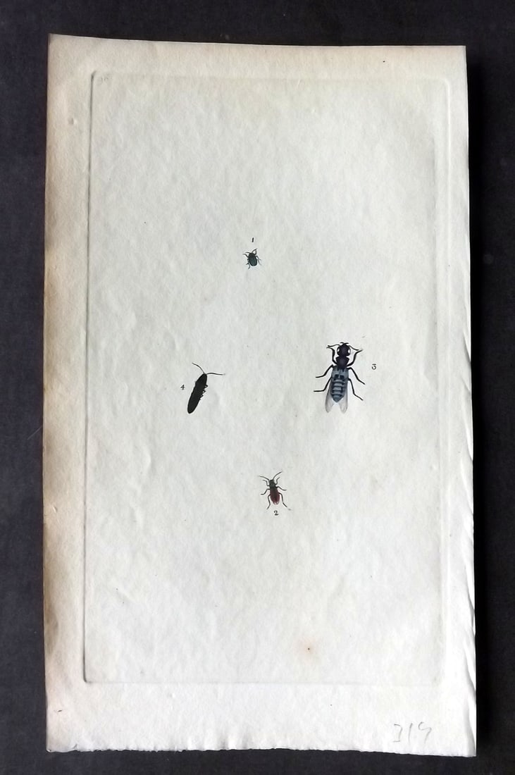Donovan C1800 Hand Col Insect Print. Elater Sputator 96: Hand Colored Etching Published 1796-1813, London for "The Natural History of British Insects" by Edward Donovan. With accompanying descriptive text. Paper Size: 9.5 x 6 inch (24 x 15cm) Good Condition