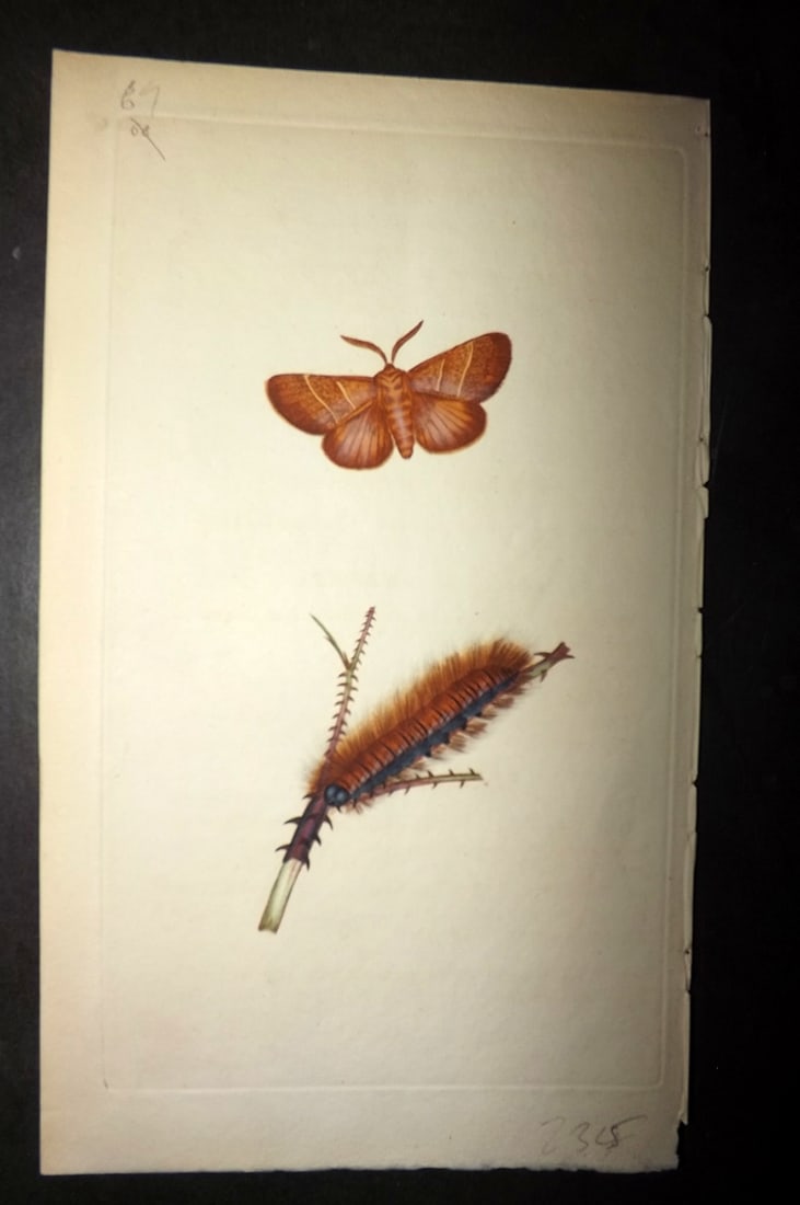 Donovan, Edward 1790's Hand Col Insect Print. Fox Colored Moth 69 (1 of 1)