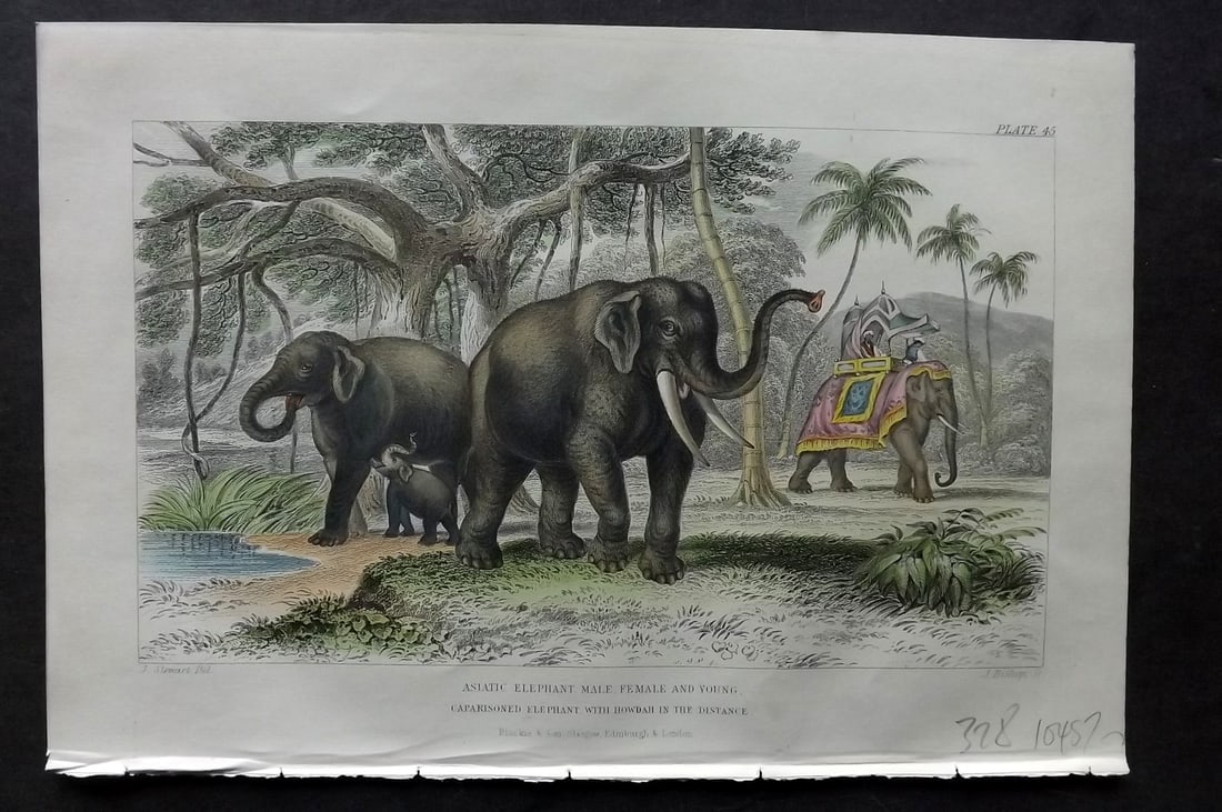 Goldsmith, Oliver C1860 Hand Col Print. Asiatic Elephant: Hand Colored Steel Engraving Published C1860 by Blackie & Son, London for "A History of the Earth and Animated Nature" by Oliver Goldsmith. Paper Size: 9.5 x 6 inch (24 x 16cm) Good Condition