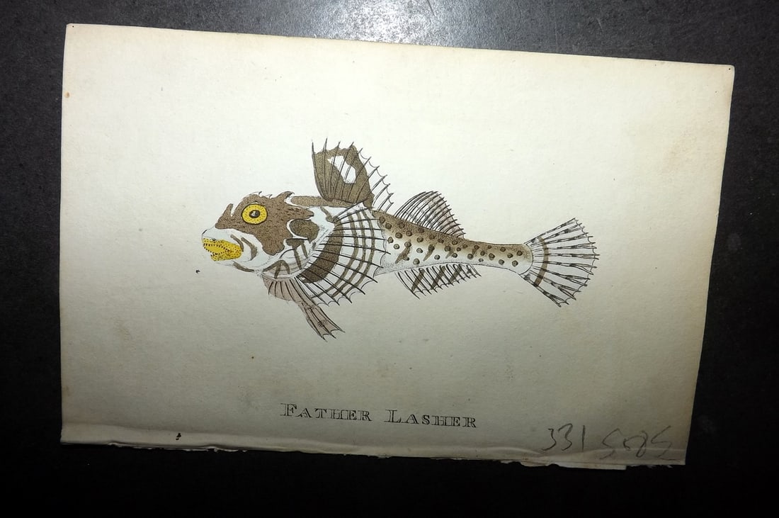 Holloway, William 1804 Hand Col Fish Print. Father Lasher: Hand Colored Copper Plate Published 1803-04, London for "The British Museum; Or Elegant Repository of Natural History" by William Holloway and John Branch. Paper Size: 5 x 3.5 inch (13 x 9cm) Very min