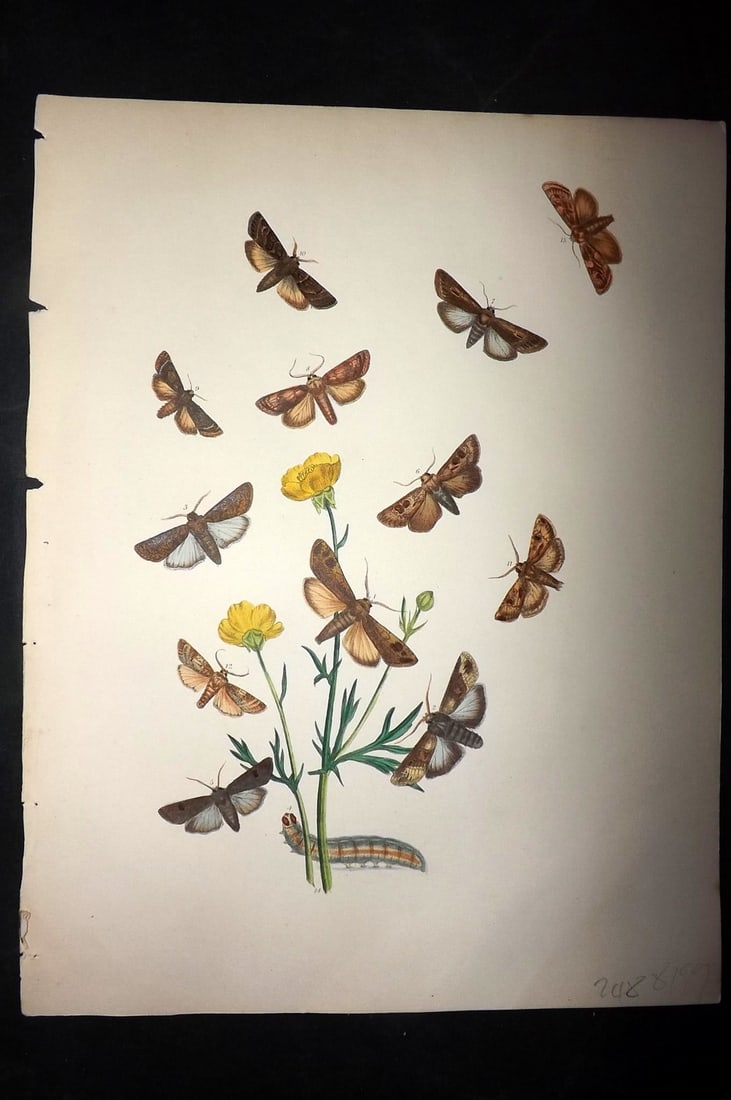 Humphreys & Westwood 1857 Hand Col Moth Print 23: Hand Colored Lithographs Published 1849, London for "British Moths and Their Transformations" by Henry Noel Humphreys & John Obadiah Westwood. Paper Size: 11 x 8.5 inch (28 x 22cm) Good Condition