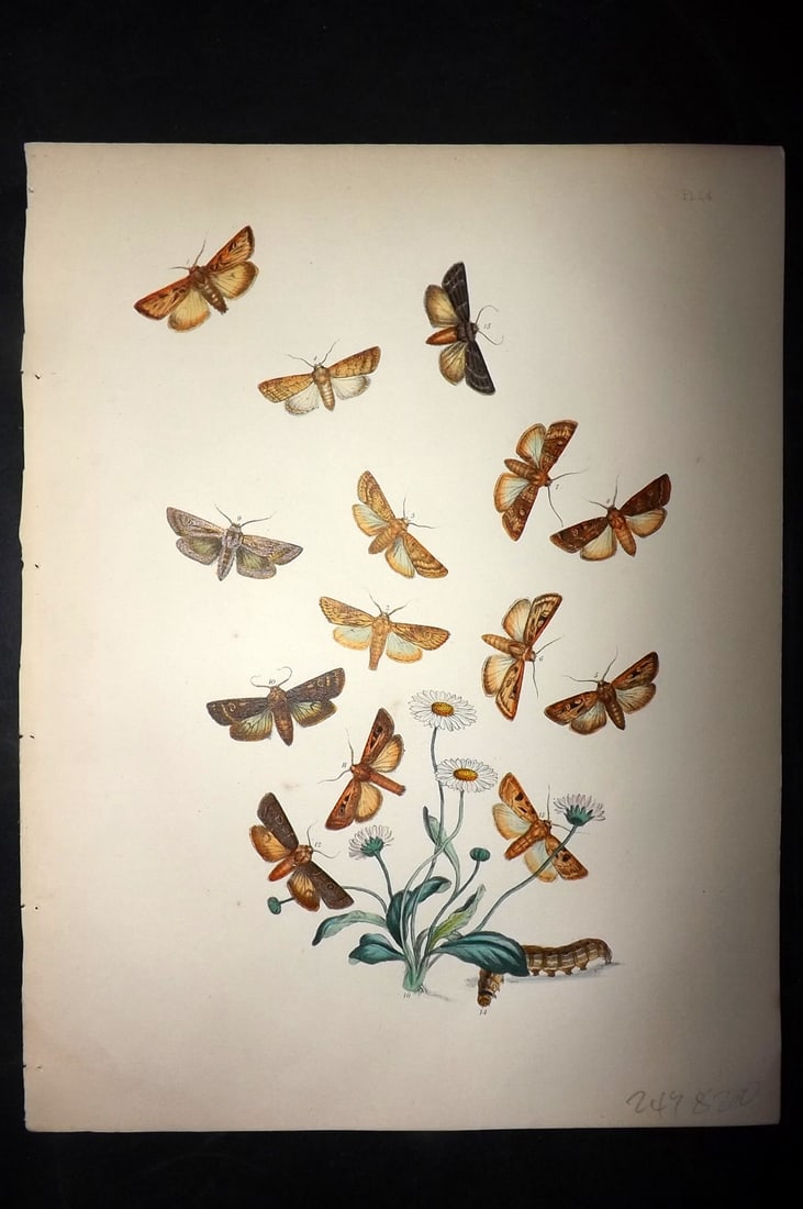 Humphreys & Westwood 1857 Hand Col Moth Print 24: Hand Colored Lithographs Published 1849, London for "British Moths and Their Transformations" by Henry Noel Humphreys & John Obadiah Westwood. Paper Size: 11 x 8.5 inch (28 x 22cm) Good Condition