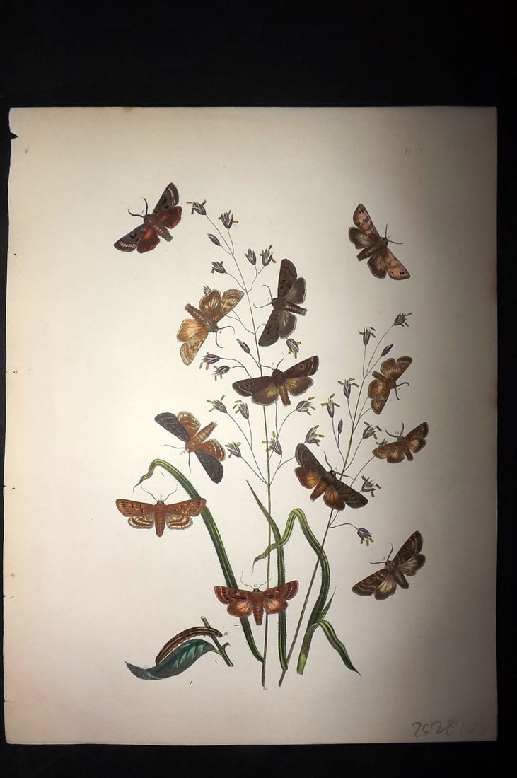 Humphreys & Westwood 1857 Hand Col Moth Print 27: Hand Colored Lithographs Published 1849, London for "British Moths and Their Transformations" by Henry Noel Humphreys & John Obadiah Westwood. Paper Size: 11 x 8.5 inch (28 x 22cm) Good Condition