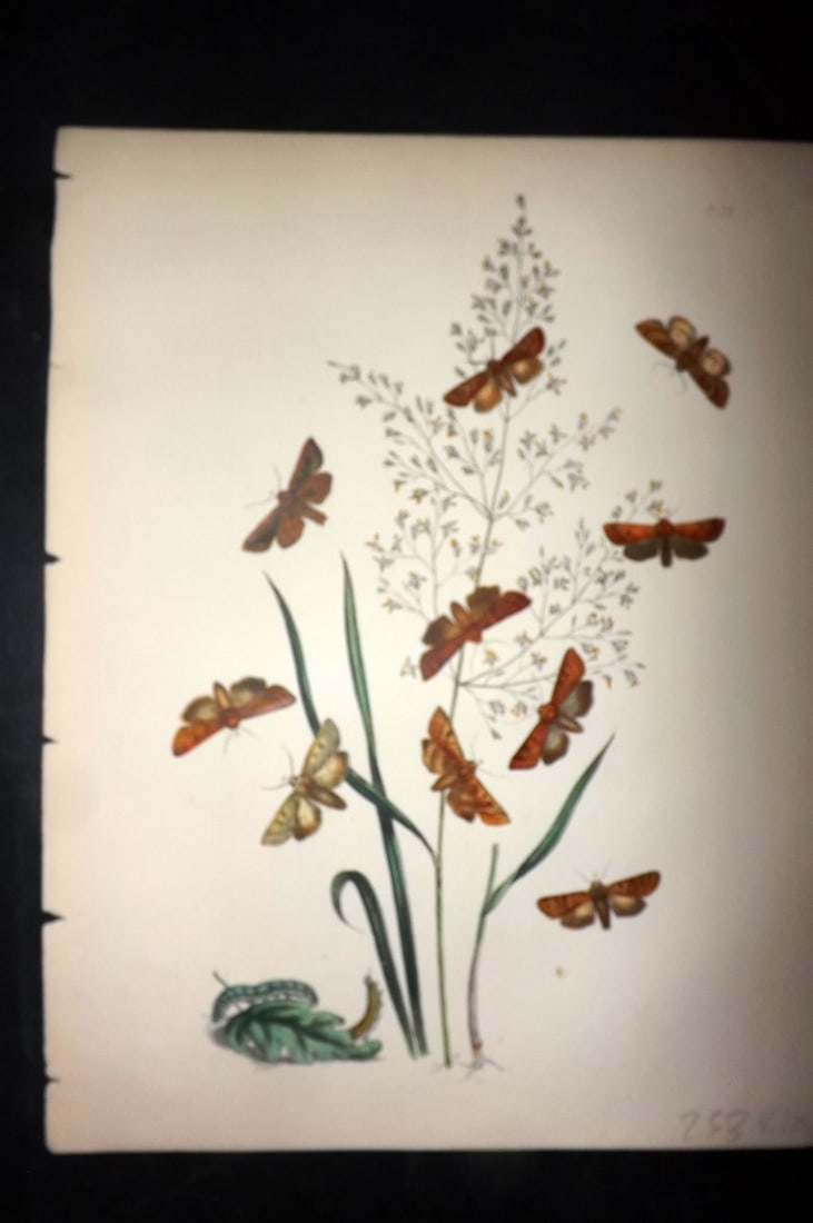 Humphreys & Westwood 1857 Hand Col Moth Print 28: Hand Colored Lithographs Published 1849, London for "British Moths and Their Transformations" by Henry Noel Humphreys & John Obadiah Westwood. Paper Size: 11 x 8.5 inch (28 x 22cm) Good Condition