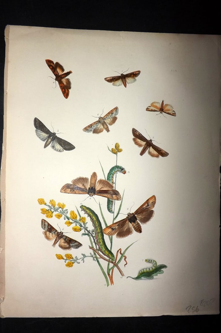 Humphreys & Westwood 1857 Hand Col Moth Print 31: Hand Colored Lithographs Published 1849, London for "British Moths and Their Transformations" by Henry Noel Humphreys & John Obadiah Westwood. Paper Size: 11 x 8.5 inch (28 x 22cm) Good Condition