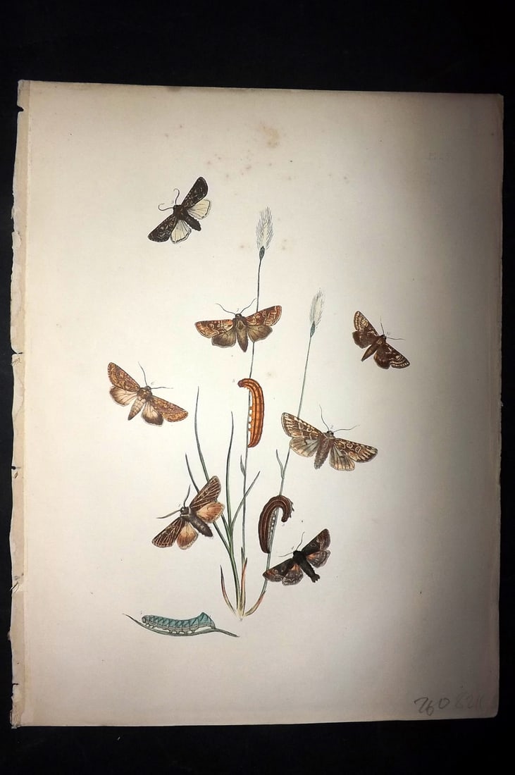 Humphreys & Westwood 1857 Hand Col Moth Print 35: Hand Colored Lithographs Published 1849, London for "British Moths and Their Transformations" by Henry Noel Humphreys & John Obadiah Westwood. Paper Size: 11 x 8.5 inch (28 x 22cm) Good Condition