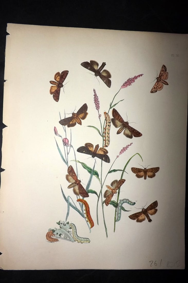 Humphreys & Westwood 1857 Hand Col Moth Print 36: Hand Colored Lithographs Published 1849, London for "British Moths and Their Transformations" by Henry Noel Humphreys & John Obadiah Westwood. Paper Size: 11 x 8.5 inch (28 x 22cm) Good Condition