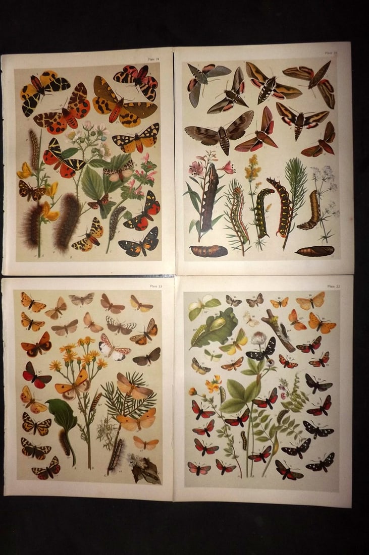 Kirby, William 1903 Lot of 4 Antique Moth Prints: Chromolithograph Published 1903, London for "The Butterflies and Moths of Europe" by W. F. Kirby. With accompanying descriptive text sheet. Paper Size: 10.5 x 8 inch (27 x 20cm) Good Condition