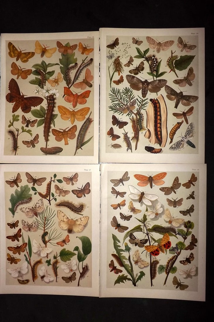 Kirby, William 1903 Lot of 4 Antique Moth Prints: Chromolithograph Published 1903, London for "The Butterflies and Moths of Europe" by W. F. Kirby. With accompanying descriptive text sheet. Paper Size: 10.5 x 8 inch (27 x 20cm) Good Condition