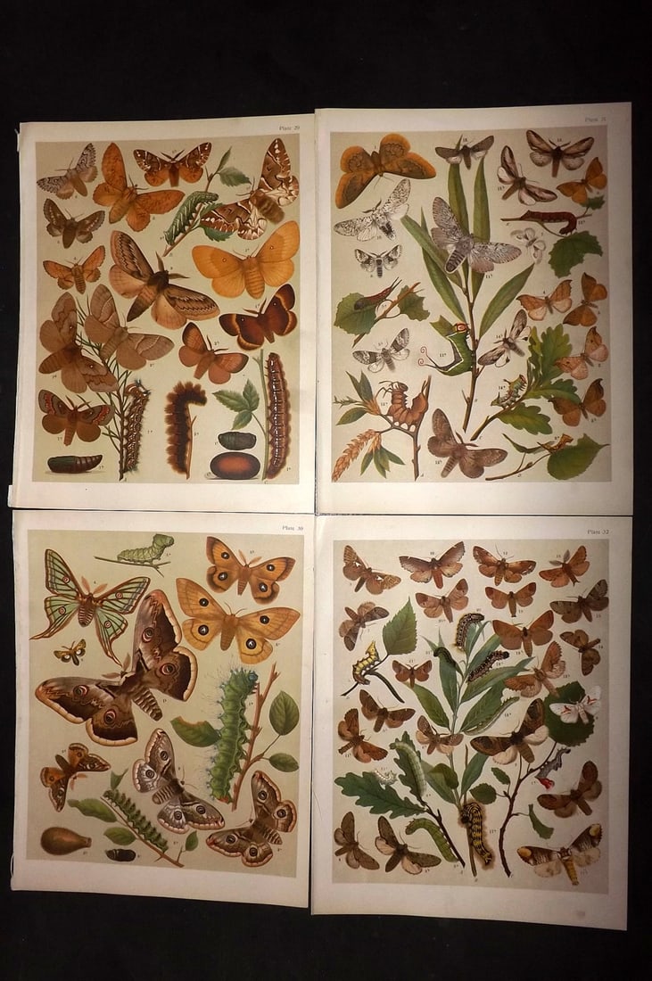 Kirby, William 1903 Lot of 4 Antique Moth Prints: Chromolithograph Published 1903, London for "The Butterflies and Moths of Europe" by W. F. Kirby. With accompanying descriptive text sheet. Paper Size: 10.5 x 8 inch (27 x 20cm) Good Condition
