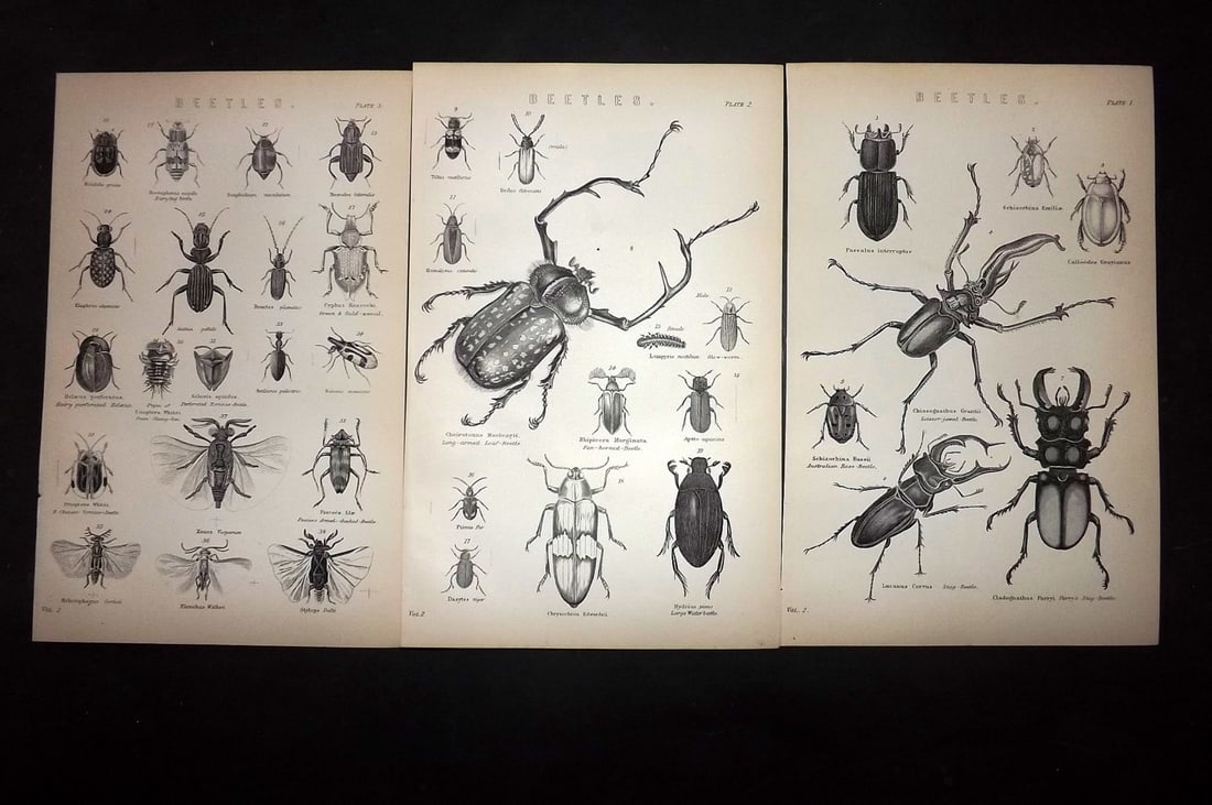 National Encyclopedia 1891 Lot of 3 Prints. Insects Beetles (1 of 2)