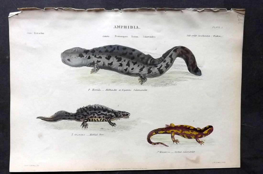 Richardson, John 1862 Hand Col Print. Gigantic Salamander, Marbled Newt, Spotted Salamander: Hand Colored Steel Engraving/Etching Published 1859-62 by William Mackenzie, Edinburgh & London for "The Museum of Natural History" by John Richardson. Paper Size: 10.5 x 7 inch (27 x 18cm) Very minor