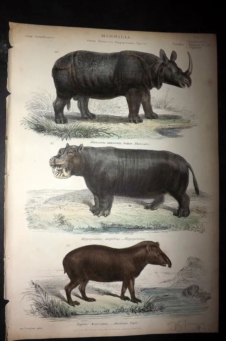 Richardson, John 1862 Hand Col Print. Hippo, Rhino, Tapir: Hand Colored Steel Engraving/Etching Published 1859-62 by William Mackenzie, Edinburgh & London for "The Museum of Natural History" by John Richardson. Paper Size: 10.5 x 7 inch (27 x 18cm) Good Condi