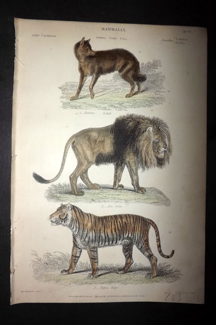 Richardson, John 1862 Hand Col Print. Jackal, Lion, Tiger (1 of 1)