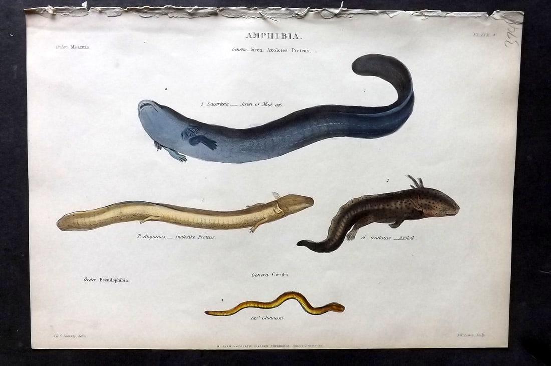 Richardson, John 1862 Hand Col Print. Siren or Mild Eel, Snakelike Proteus, Axolotl: Hand Colored Steel Engraving/Etching Published 1859-62 by William Mackenzie, Edinburgh & London for "The Museum of Natural History" by John Richardson. Paper Size: 10.5 x 7 inch (27 x 18cm) Good Condi