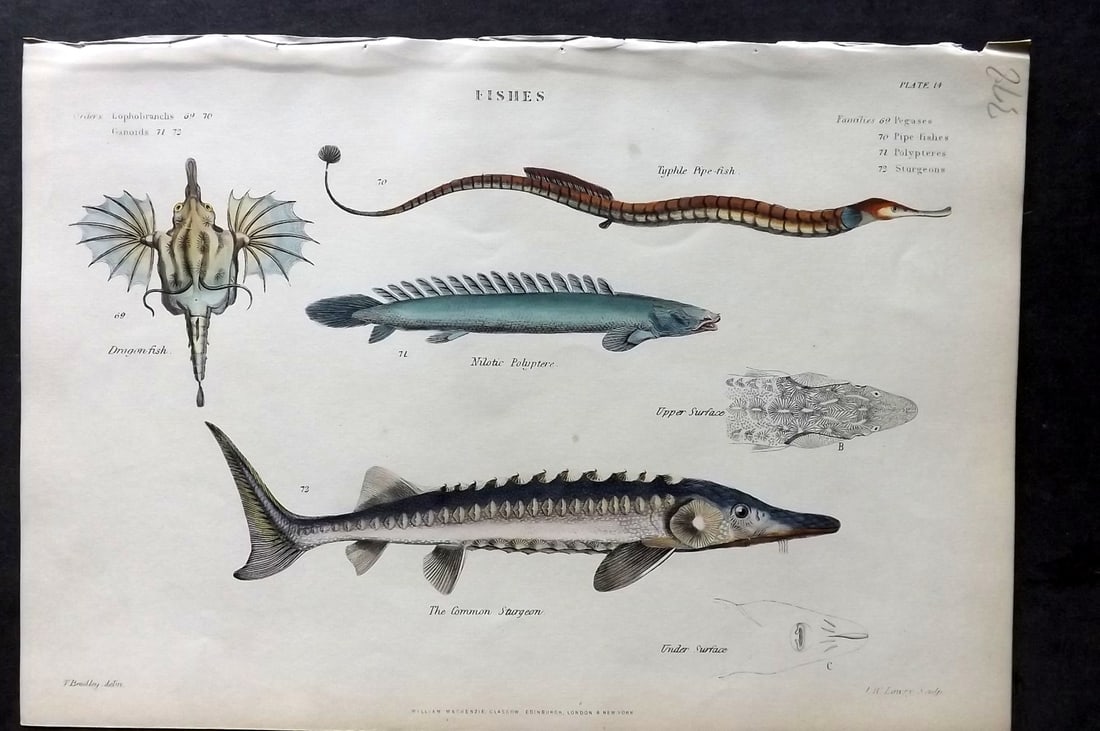 Richardson, John 1862 Hand Col Print. Sturgeon, Polyptere, Dragon Fish, Pipe Fish (1 of 1)