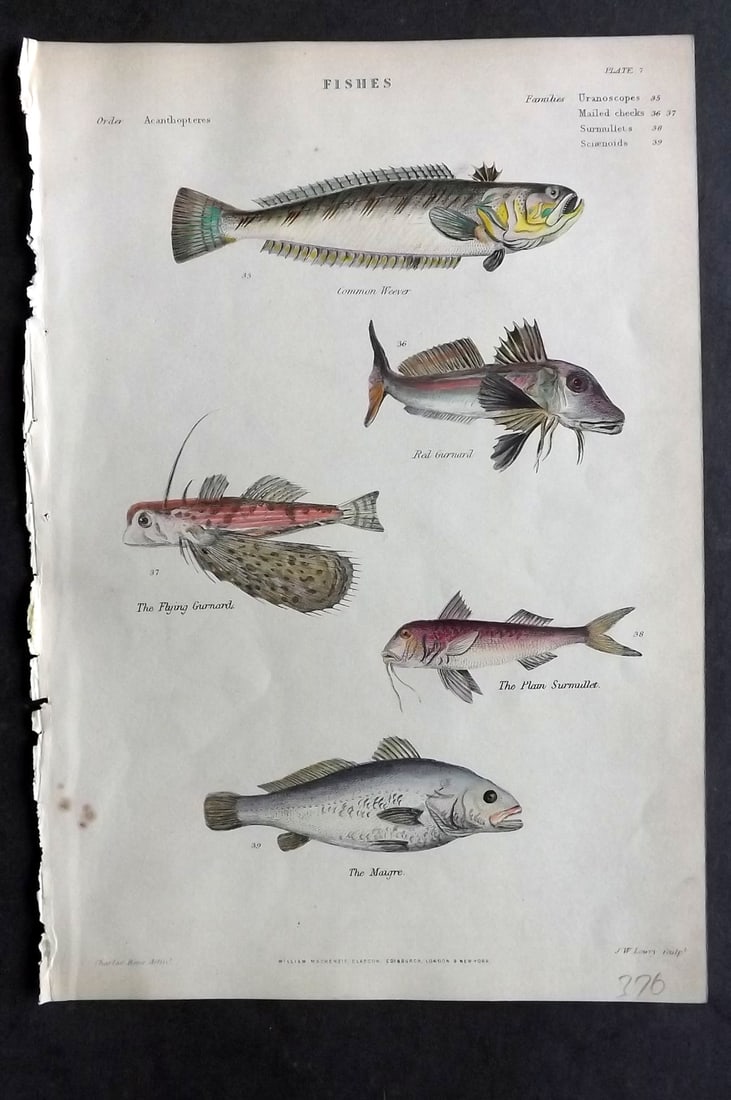 Richardson, John 1862 Hand Col Print. Weaver, Red & Flying Gurnard, Mullet, Maigre: Hand Colored Steel Engraving/Etching Published 1859-62 by William Mackenzie, Edinburgh & London for "The Museum of Natural History" by John Richardson. Paper Size: 10.5 x 7 inch (27 x 18cm) Good Condi