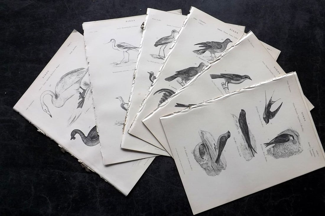 Richardson, John 1862 Lot of 13 Antique Bird Prints (1 of 4)