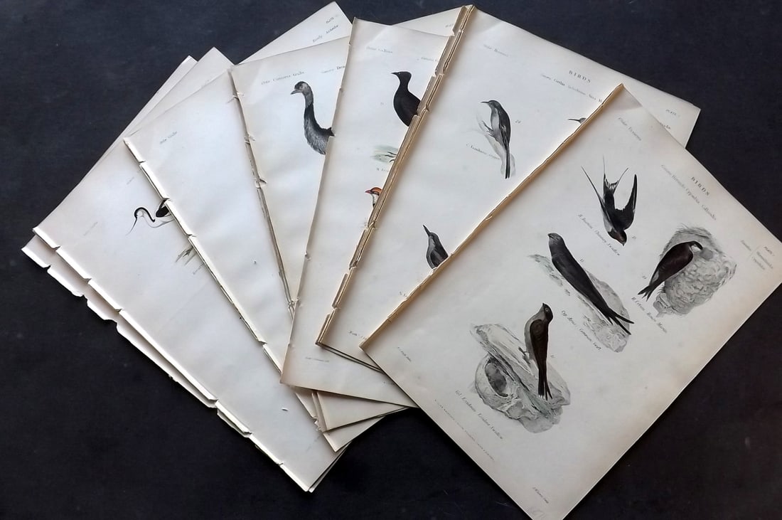 Richardson, John 1862 Lot of 16 Hand Col Bird Prints (1 of 5)