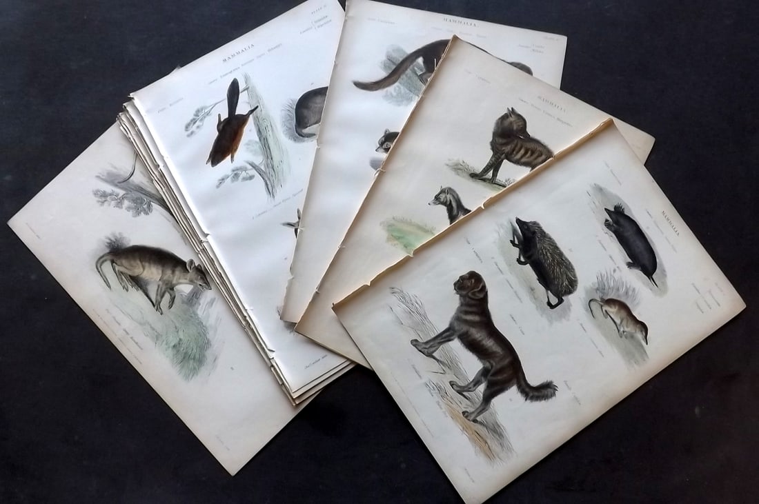 Richardson, John 1862 Lot of 11 Hand Col Animal Prints (1 of 5)