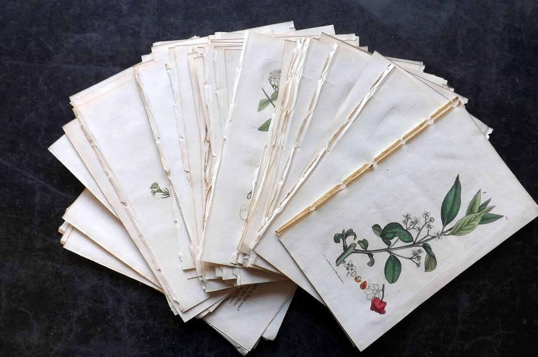 Sowerby, James 1790's Lot of 36 Hand Col Botanical Prints (1 of 6)
