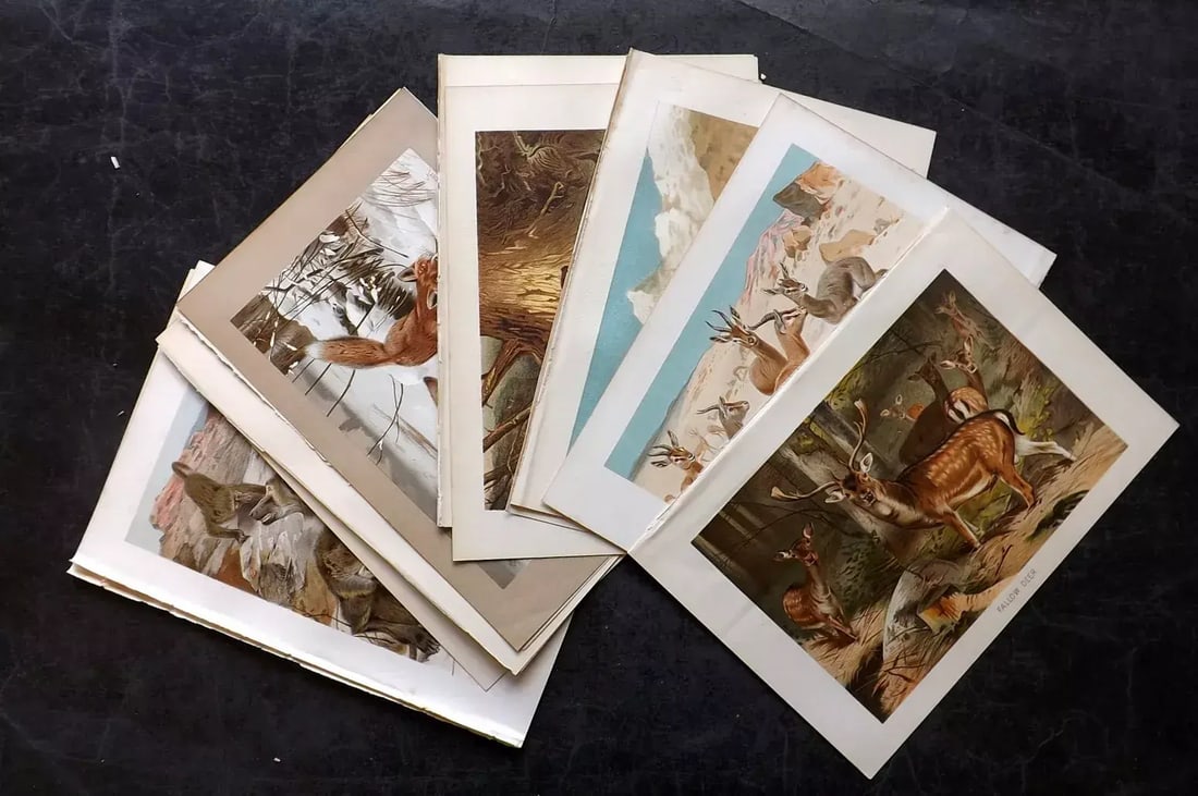 Lydekker, Richard 1895 Lot of 14 Natural History Prints. Book Plates: Antique Chromolithograph Published 1894-95, London for "The Royal Natural History" by Richard Lydekker. Illustrated by Smit, Keulemans, Wolf and others.Paper Size: 10 x 6.5 inch (25 x 16.5cm) Good Con