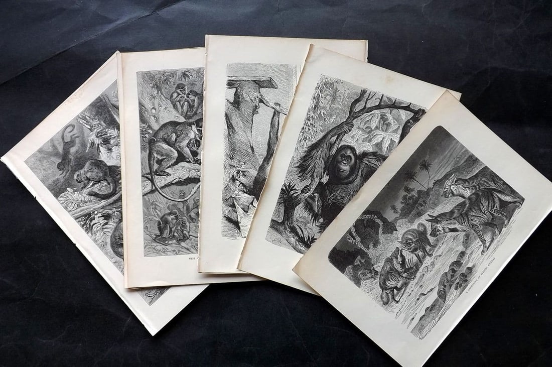 Lydekker, Richard 1895 Lot of 11 Natural History Animal Prints: Antique Wood Engraving (Reverse Side Blank) Published 1894-95, London for "The Royal Natural History" by Richard Lydekker. Illustrated by Smit, Keulemans, Wolf and others. Paper Size: 10 x 6.5 inch (2