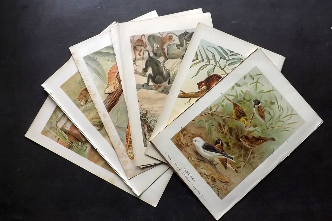 Lydekker, Richard 1895 Lot of 12 Natural History Prints: Antique Chromolithograph Published 1894-95, London for "The Royal Natural History" by Richard Lydekker. Illustrated by Smit, Keulemans, Wolf and others. Paper Size: 10 x 6.5 inch (25 x 16.5cm) Good Co