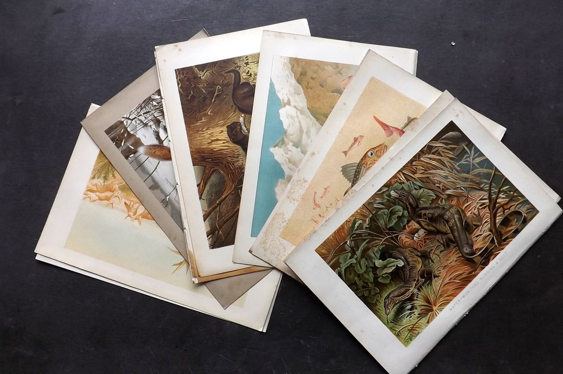 Lydekker, Richard 1895 Lot of 12 Natural History Prints -: Antique Chromolithograph Published 1894-95, London for "The Royal Natural History" by Richard Lydekker. Illustrated by Smit, Keulemans, Wolf and others. Paper Size: 10 x 6.5 inch (25 x 16.5cm) Minor m