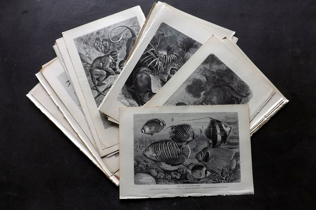 Lydekker, Richard 1895 Lot of 37 Natural History Animal Prints: Antique Wood Engraving (Reverse Side Blank) Published 1894-95, London for "The Royal Natural History" by Richard Lydekker. Illustrated by Smit, Keulemans, Wolf and others. Paper Size: 10 x 6.5 inch (2