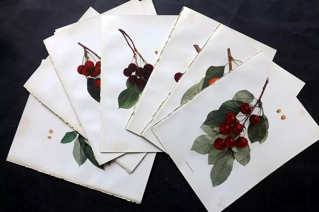 Hedrick, Ulysses 1915 Lot of 8 Antique Fruit Prints Cherries New York (1 of 3)