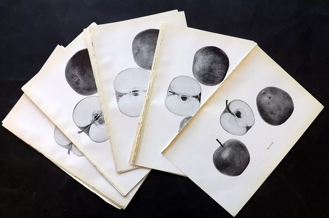 Beach - Apples of New York 1905 Lot of 15 Antique Fruit Prints B/W Plates: Antique Halftone Published 1905, Albany for "The Apples of New York" by S. A. Beach, N. O. Booth and O. M. Taylor. Paper Size: 9 x 6 inch (23 x 15cm) Good Condition