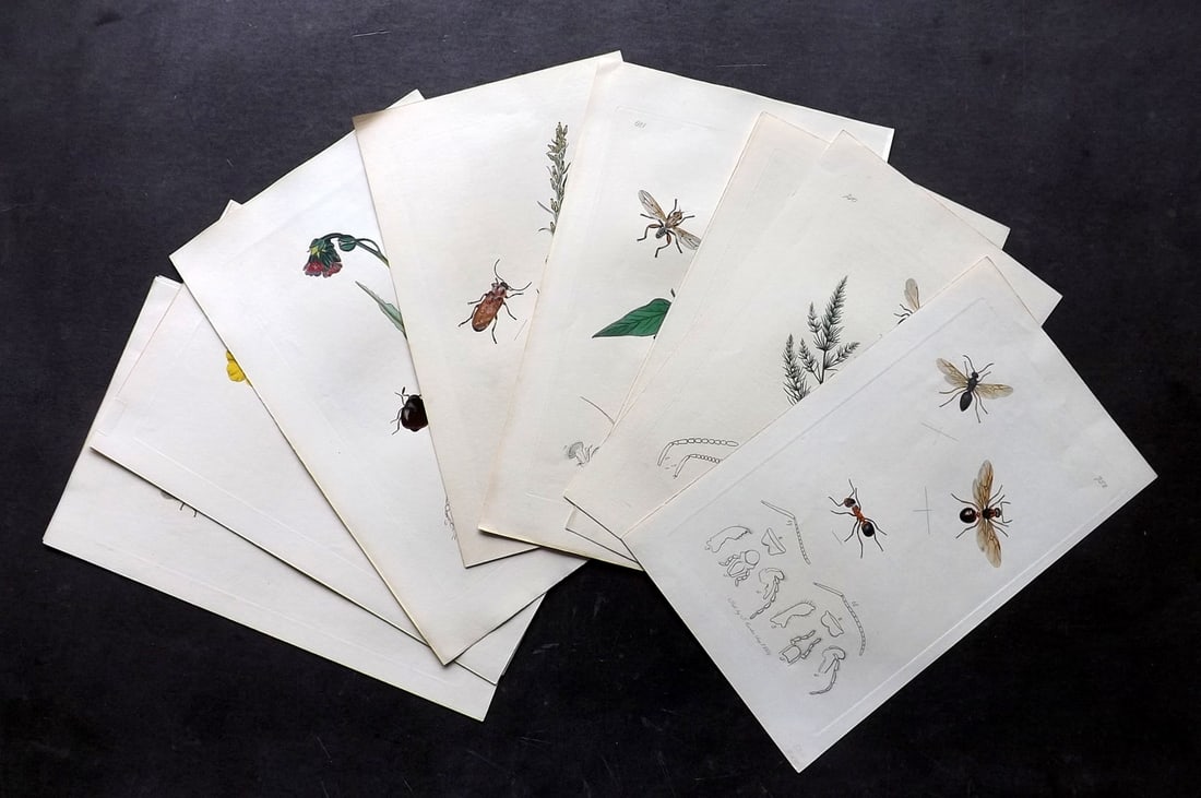 Curtis, John 1830's Lot of 12 Hand Col Insect Botanical Prints: Antique Etching Published 1823-39, London for "British Entomology: Being Illustrations and Descriptions of the Genera of Insects found in Great Britain and Ireland"by John Curtis. All Lacking descript