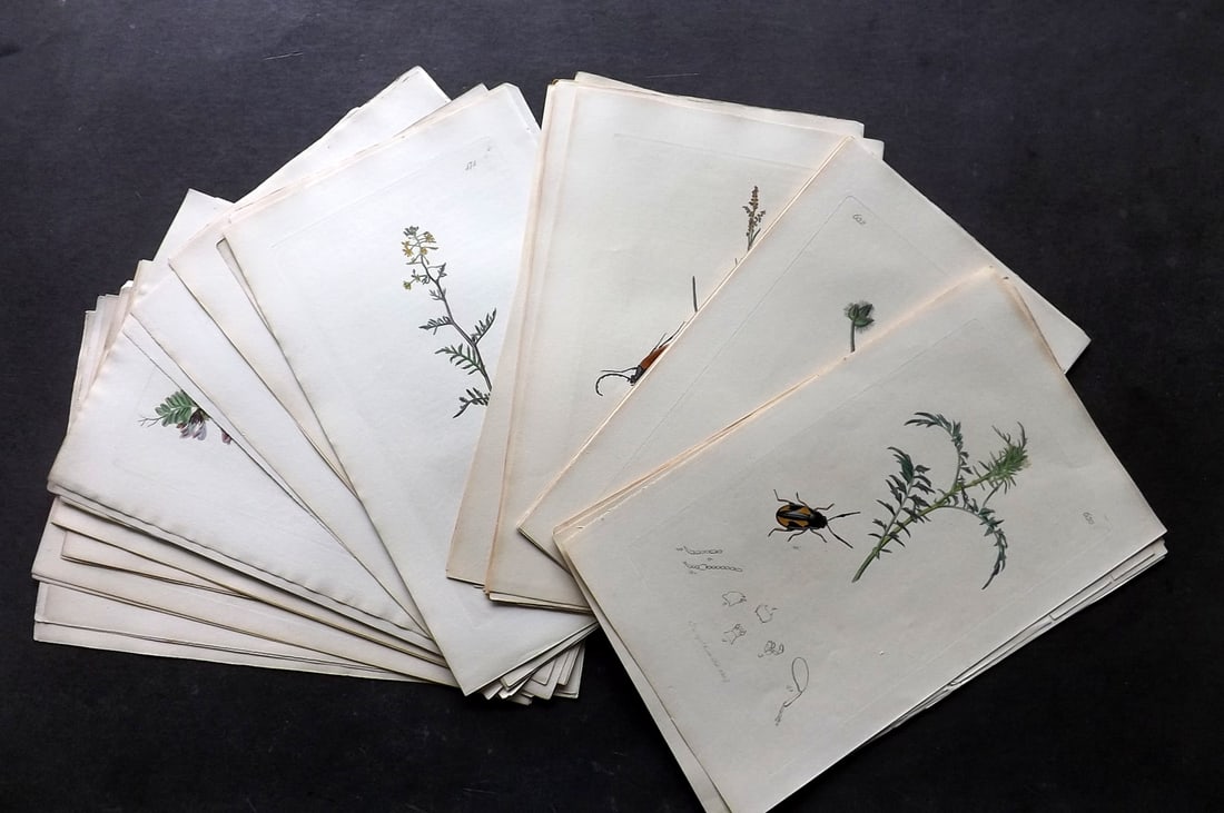 Curtis, John 1830's Lot of 24 Hand Col Insect Botanical Prints (1 of 4)