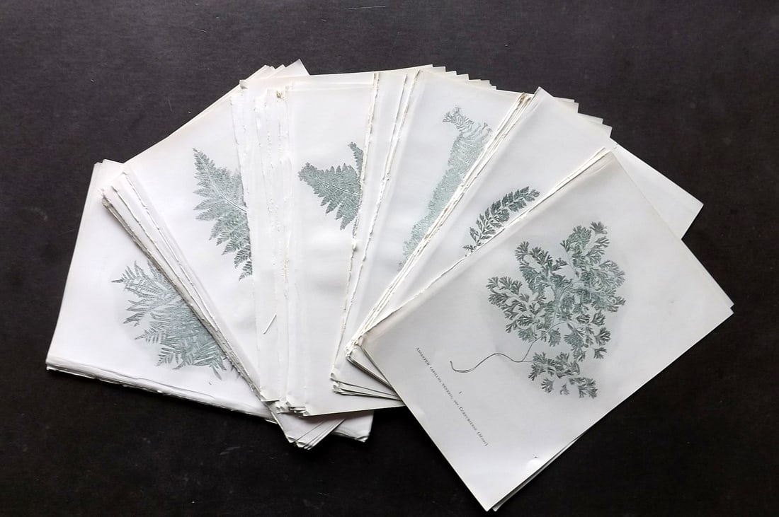 Druery, Charles C1910 Lot of 50 Nature Printed Ferns (1 of 7)